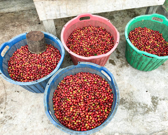 Indonesia, Pantan Musara Washed