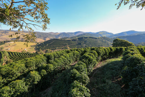 Brazil, Fazenda Sertão