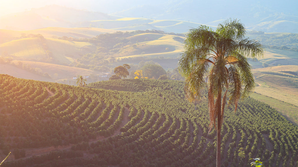 Brazil, Fazenda Sertão