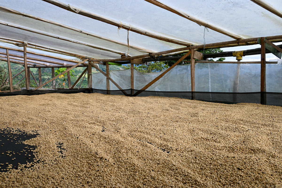 Colombia, ASOMUJER Decaf