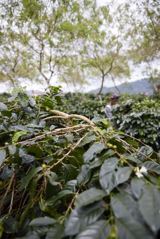 Indonesia, Pantan Musara Washed
