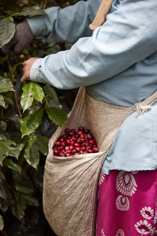 Indonesia, Pantan Musara Washed