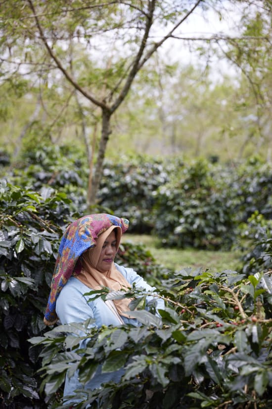 Indonesia, Pantan Musara Washed