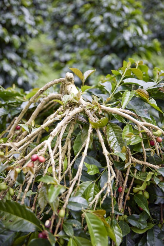 Indonesia, Pantan Musara Washed