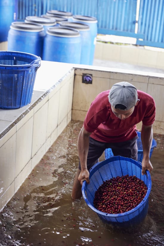 Indonesia, Pantan Musara Washed