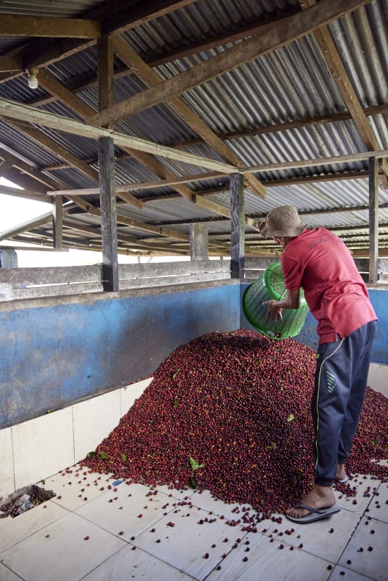 Indonesia, Pantan Musara Washed