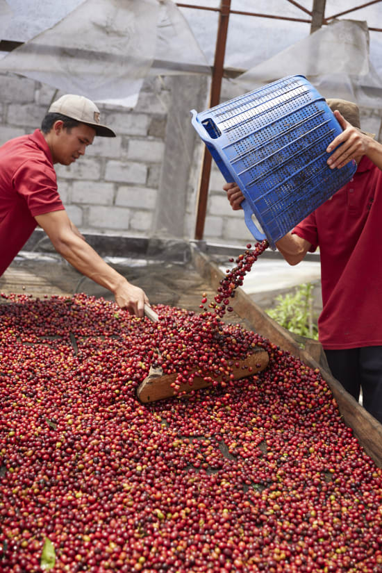 Indonesia, Pantan Musara Washed