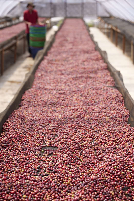 Indonesia, Pantan Musara Washed