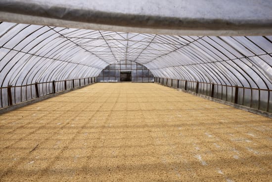 Indonesia, Pantan Musara Washed