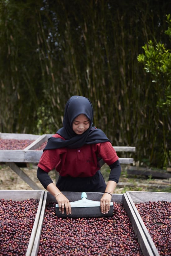 Indonesia, Pantan Musara Washed